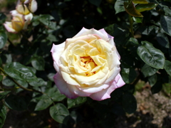 薔薇