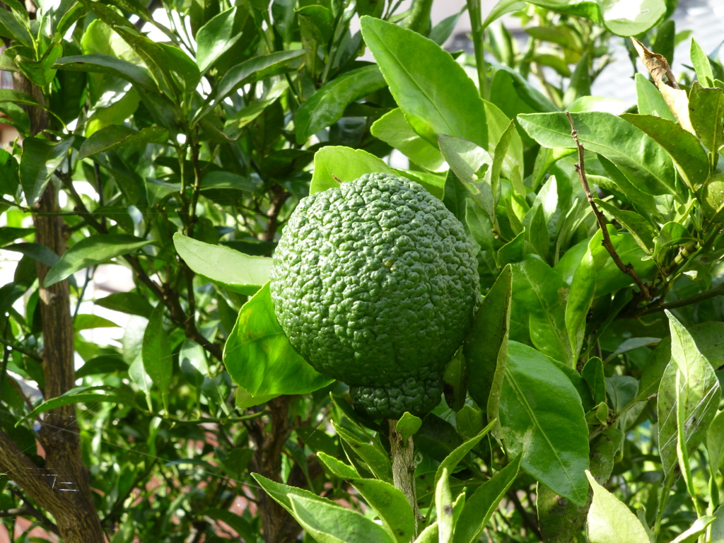 P1000758
