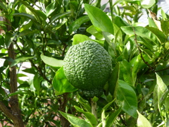 P1000758