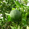 P1000758