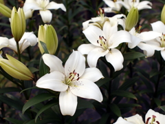 百合