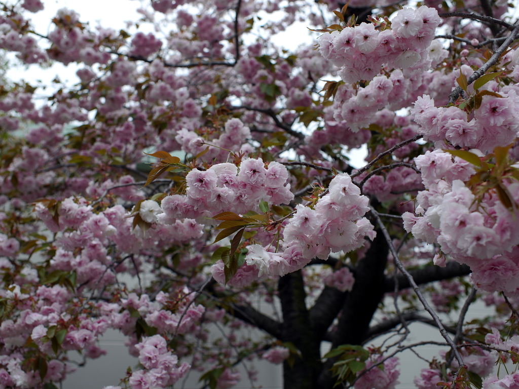 八重桜