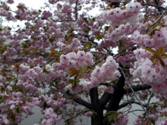 八重桜