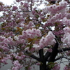 八重桜