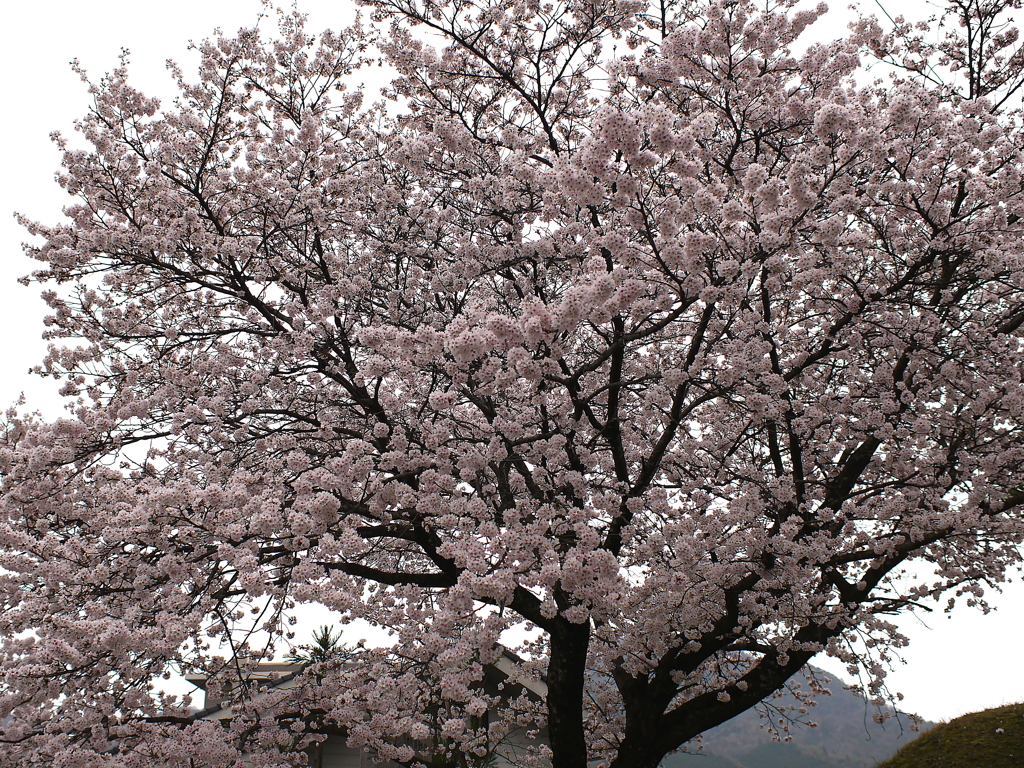 満開の桜