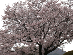 満開の桜