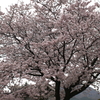 満開の桜