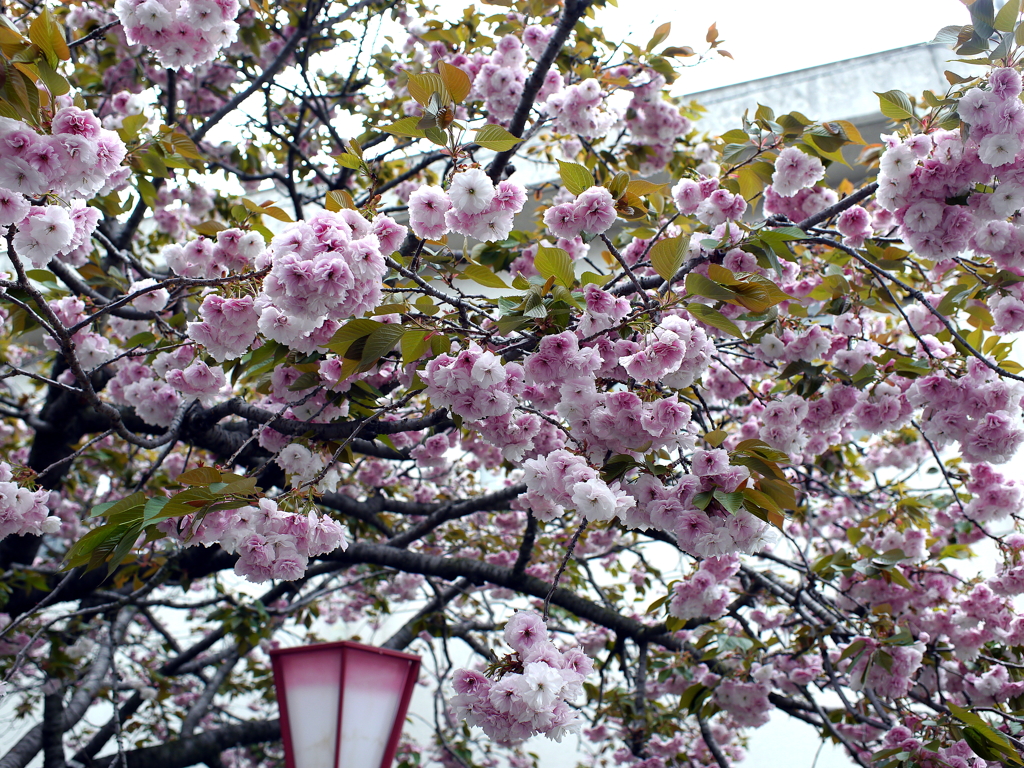 八重桜