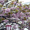 八重桜