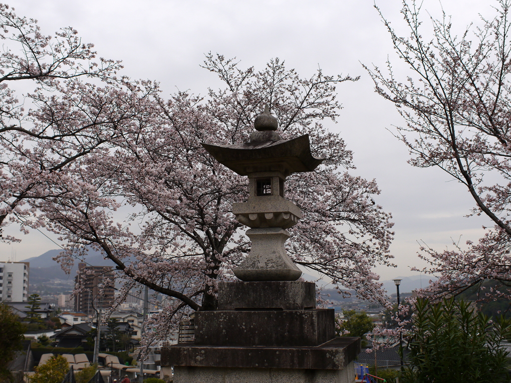 満開の桜