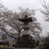 満開の桜