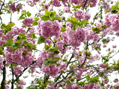 八重桜