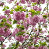 八重桜