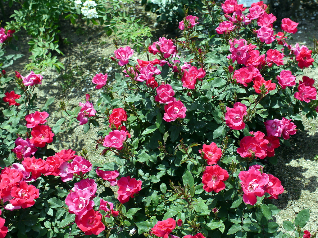 薔薇