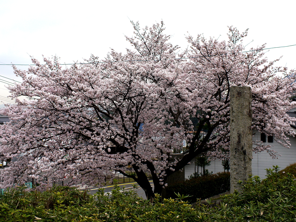 満開の桜