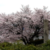満開の桜