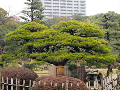 縮景園