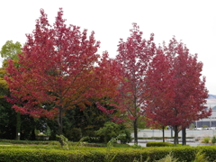 広島広域公園