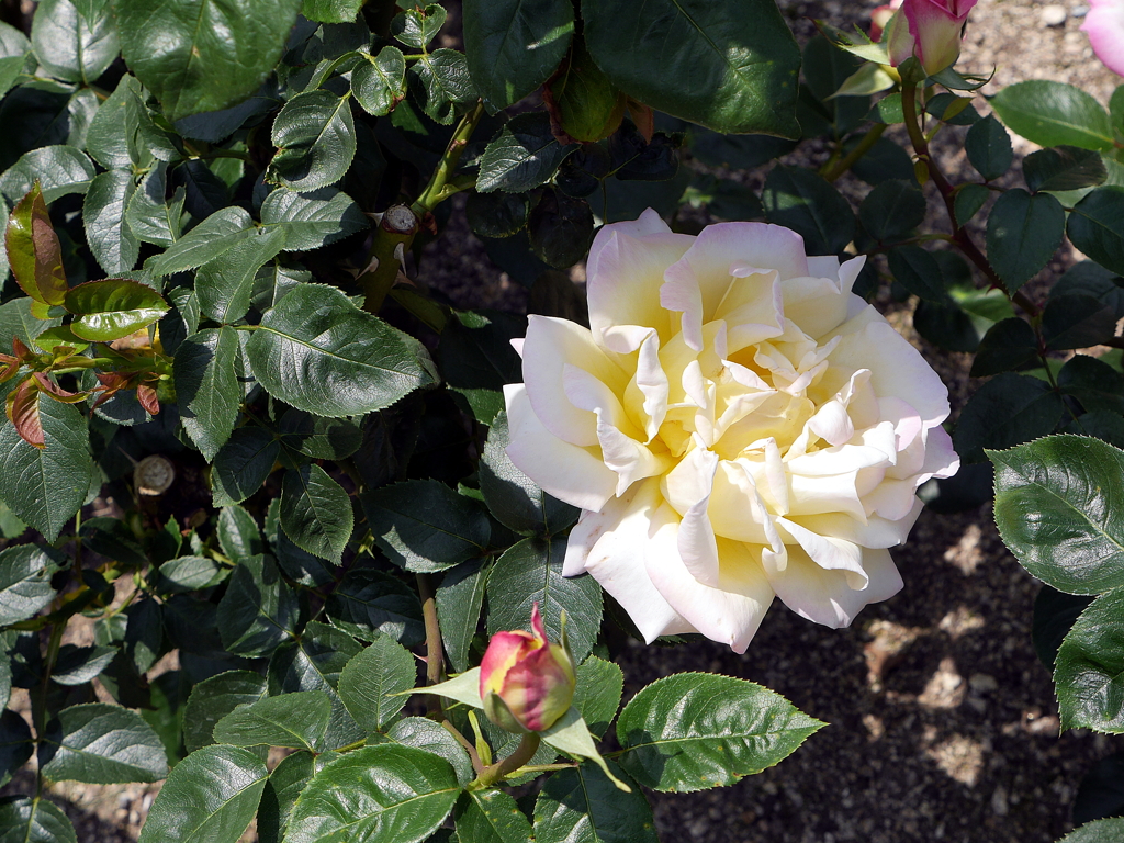 薔薇