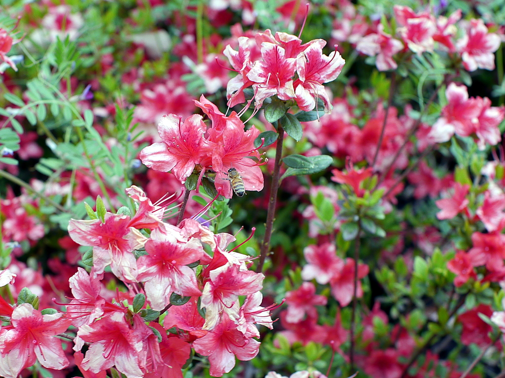 花と蜜蜂