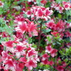 花と蜜蜂