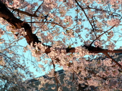 縮景園の桜