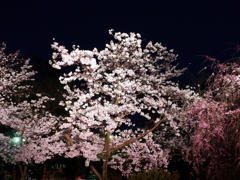 縮景園の夜桜
