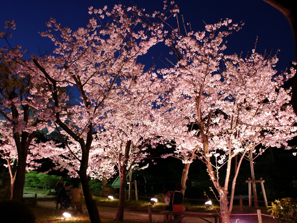 縮景園の夜桜