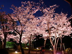 縮景園の夜桜