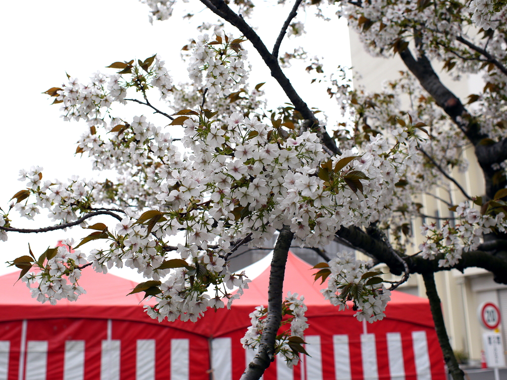 八重桜
