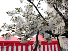 八重桜