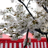 八重桜
