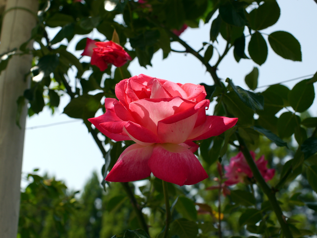 薔薇