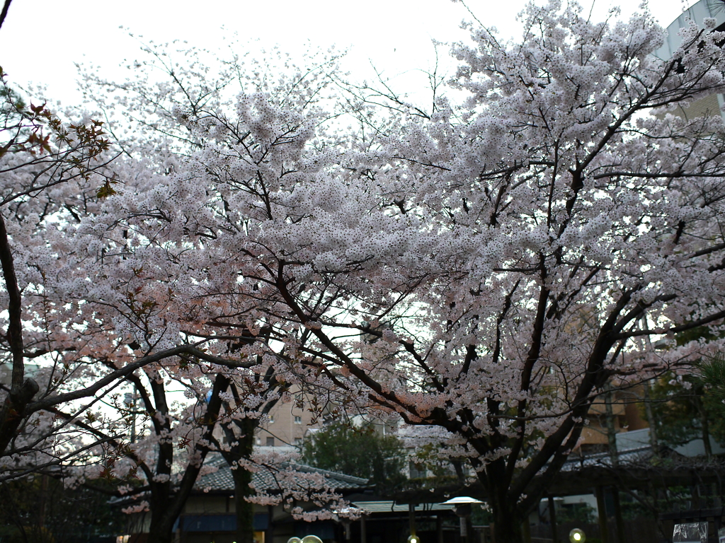 縮景園の桜