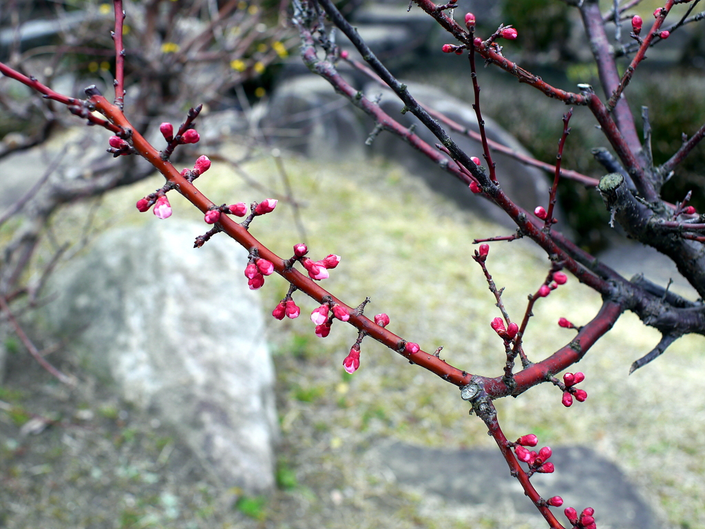 P1040859g