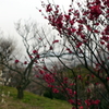 P1040999g