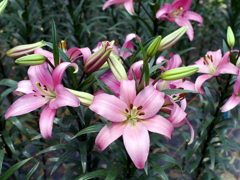 百合