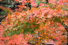 佛通寺の紅葉