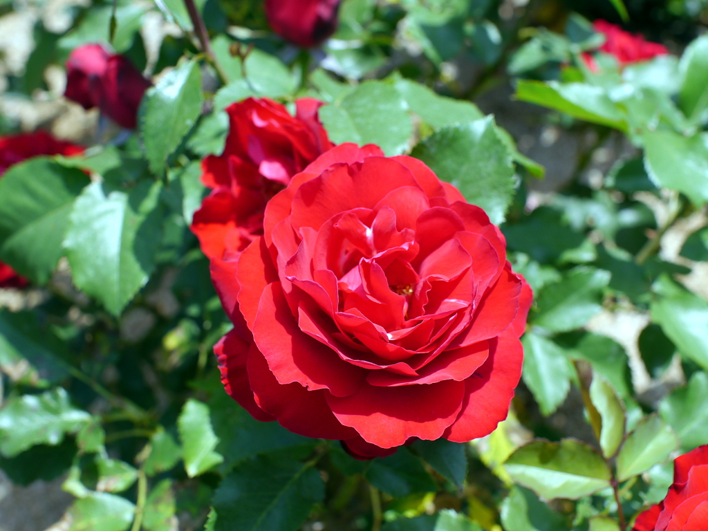 薔薇