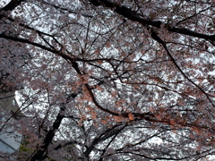 縮景園の桜
