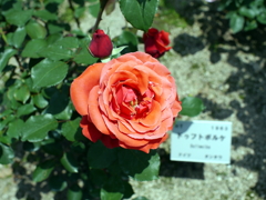 薔薇