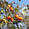 P1010305