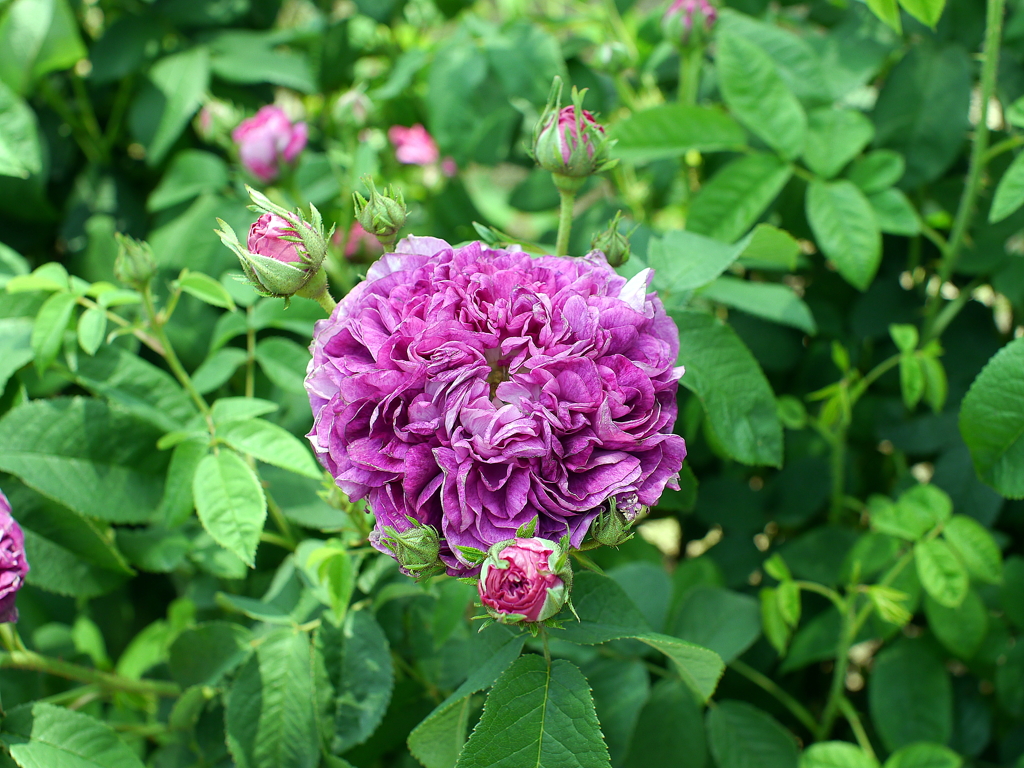 薔薇
