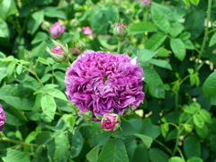 薔薇