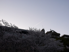 縮景園の桜