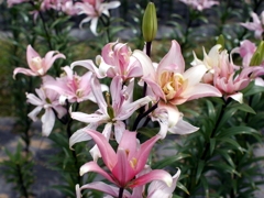 百合