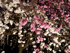 縮景園の夜桜