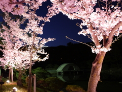 縮景園の夜桜