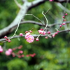 縮景園の梅
