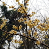 縮景園の梅